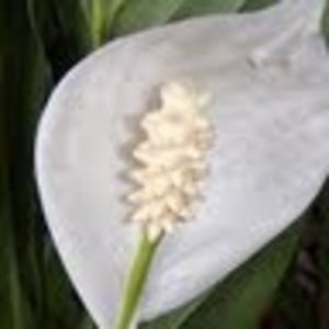 Meet your Posher, Olga